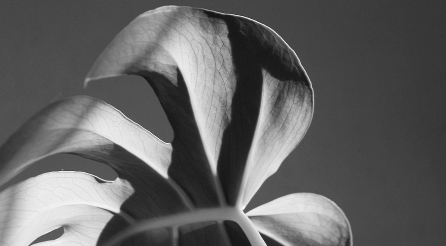 Foto di una foglia in bianco e nero