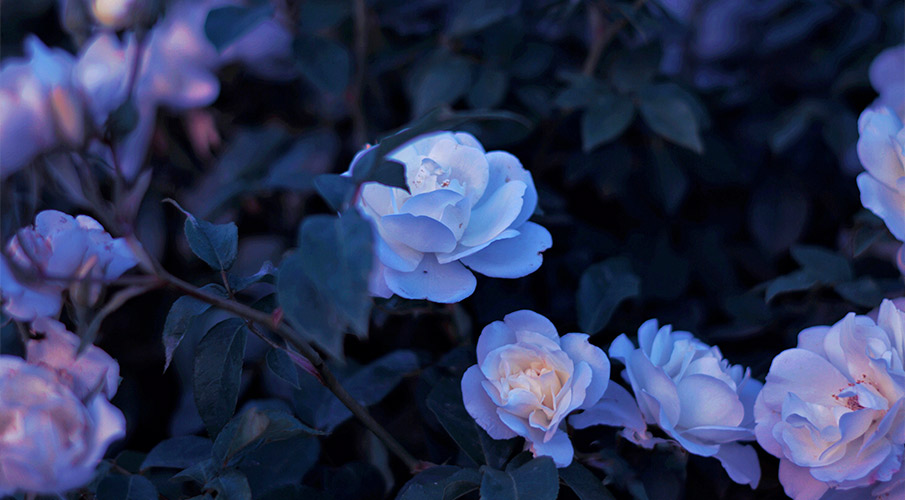 Foto di alcune rose